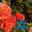 Rose 'Westerland' - von 3164675899_1139: Bild 7/7