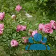 Rose 'Leonardo da Vinci' - von 3164675899_1139: Bild 9/12