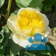 Rose 'The Pilgrim' - von sandra_6911: Bild 11/17