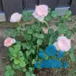 Rose 'Queen of Sweden' - von sandra_6911: Bild 8/9