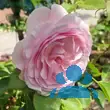 Rose 'Olivia Rose Austin' - von sandra_6911: Bild 13/18