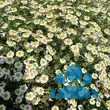 Tanacetum niveum 'Jackpot' - von 1423902850_3983: Bild 5/5