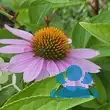 Echinacea purpurea 'Papallo Compact Rose' - von nachtfee903_292: Bild 6/6