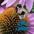 Echinacea purpurea 'Papallo Compact Rose' - von nachtfee903_292: Bild 5/6
