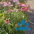 Echinacea purpurea 'Papallo Compact Rose' - von nachtfee903_292: Bild 4/6