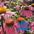 Echinacea purpurea 'Papallo Compact Rose' - von nachtfee903_292: Bild 3/6