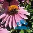 Echinacea purpurea 'Papallo Compact Rose' - von nachtfee903_292: Bild 2/6