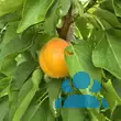 Prunus armeniaca 'Compacta' - von klaus_2978: Bild 6/6