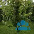 Prunus armeniaca 'Compacta' - von klaus_2978: Bild 5/6