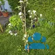 Malus domestica 'Kronprinz Rudolf' - von klaus_2978: Bild 7/8
