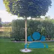 Acer platanoides 'Globosum' - von petra_2181: Bild 9/9