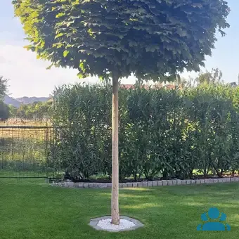 wann soll man oleander düngen Oleander Dünger - Mineralischer NPK Flüssigdünger mit Stickstoff