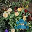 Rose 'Goldelse' - von philine_1144: Bild 8/9