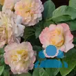Rose 'Aquarell' - von philine_1144: Bild 9/9