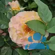 Rose 'Aquarell' - von philine_1144: Bild 8/9