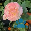 Rose 'Aquarell' - von philine_1144: Bild 7/9