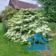 Viburnum plicatum 'Lanarth' - von tanja_3649: Bild 8/8