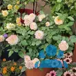 Rose 'Aquarell' - von philine_1144: Bild 6/9