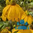 Rudbeckia nitida 'Herbstsonne' - von florian_6234: Bild 5/5