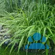 Hakonechloa macra - von 3996806542_8092: Bild 7/7