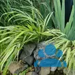 Hakonechloa macra 'Albostriata' - von 3996806542_8092: Bild 8/8