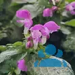 Lamium maculatum 'Purple Dragon' - von 1773482962_406: Bild 4/4