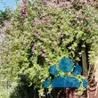 Rose 'Veilchenblau' (multiflora) - von 2996785066_1233: Bild 14/14