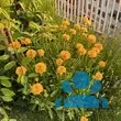 Coreopsis auriculata 'Nana' - von katharina_646: Bild 3/3