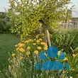 Coreopsis auriculata 'Nana' - von katharina_646: Bild 2/3