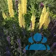 Lupinus polyphyllus 'Russel Gelb' - von adelheid_702: Bild 4/4