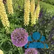 Lupinus polyphyllus 'Russel Gelb' - von adelheid_702: Bild 3/4