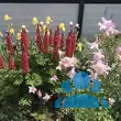 Lupinus polyphyllus 'Russel Rot' - von adelheid_702: Bild 3/4