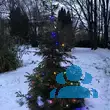 Picea orientalis - von gizella_7067: Bild 12/12