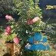 Rose 'Blumenstadt Tulln' - von 439071006_642: Bild 20/20