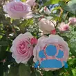Rose 'Olivia Rose Austin' - von eva_6669: Bild 17/17