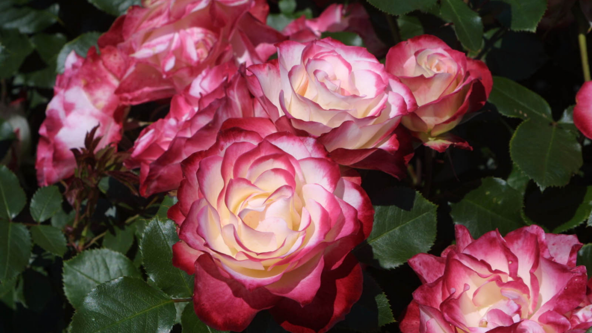 Fragen und Antworten zur Rose | Praskac Pflanzenland