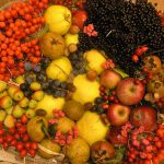 Früchte von Obstbäumen