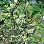 bunte hecke zierobst