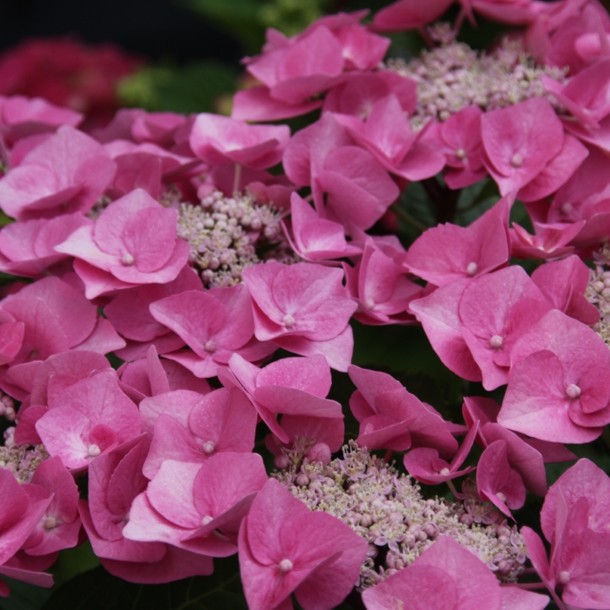 Hortensien Schatten : Hortensie Sonne Oder Schatten Draussen