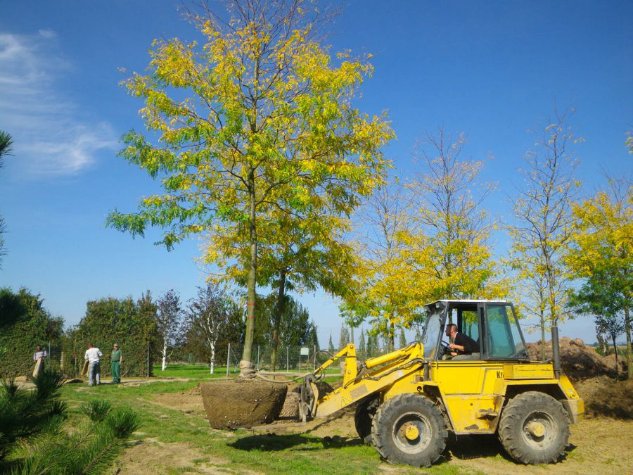 großen Baum pflanzen