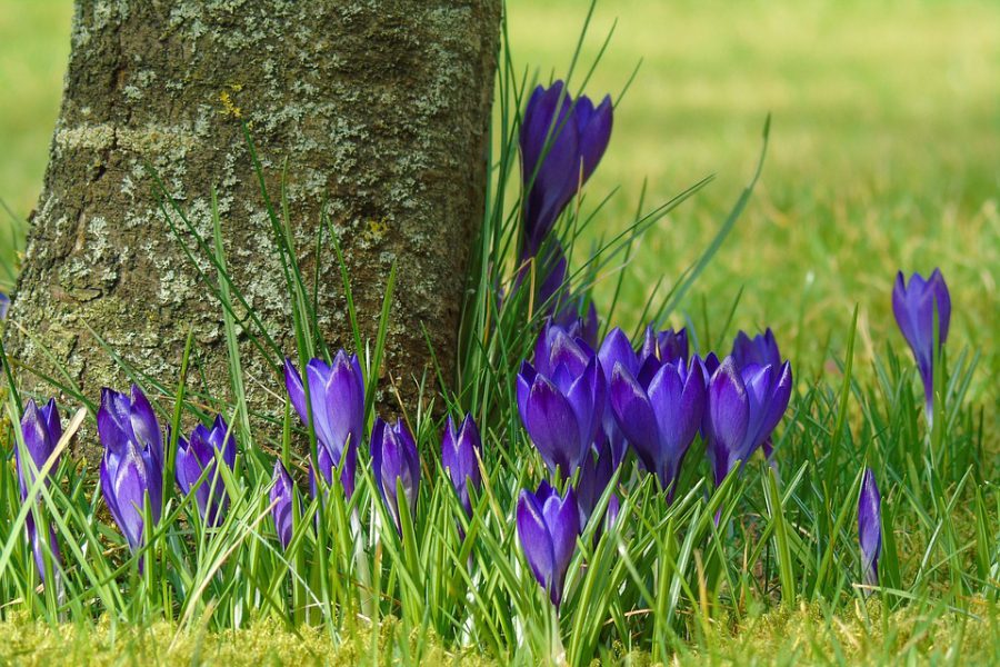 Blumenzwiebeln Setzen Tipps Und Tricks Das Gartencenter Praskac