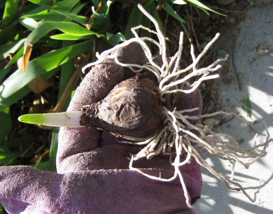 Blumenzwiebeln Setzen Tipps Und Tricks Das Gartencenter Praskac Blumenzwiebel Mit Wurzeln