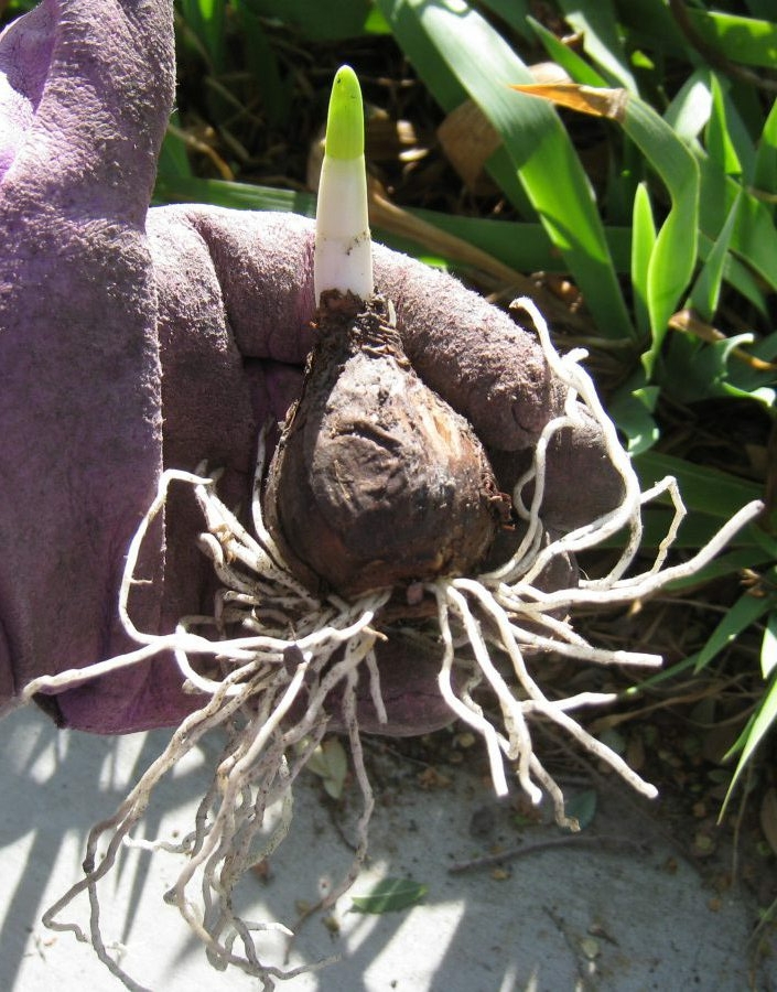 Blumenzwiebel mit Wurzeln