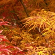 Praskac Herbstfärbung