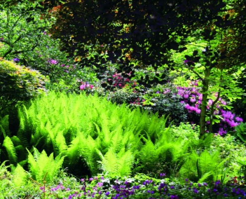 Schattengarten Praskac SChaugarten SChattengarten