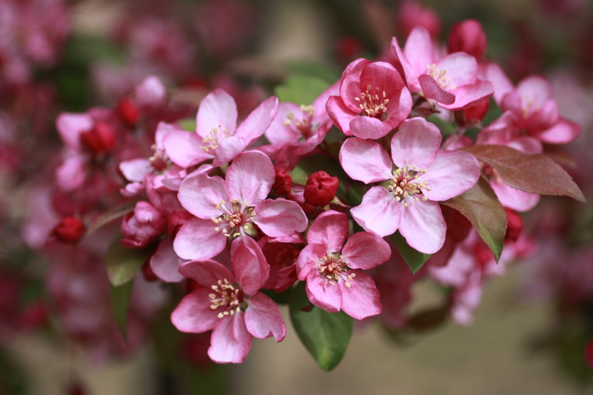 Apfelblüte PRaskac