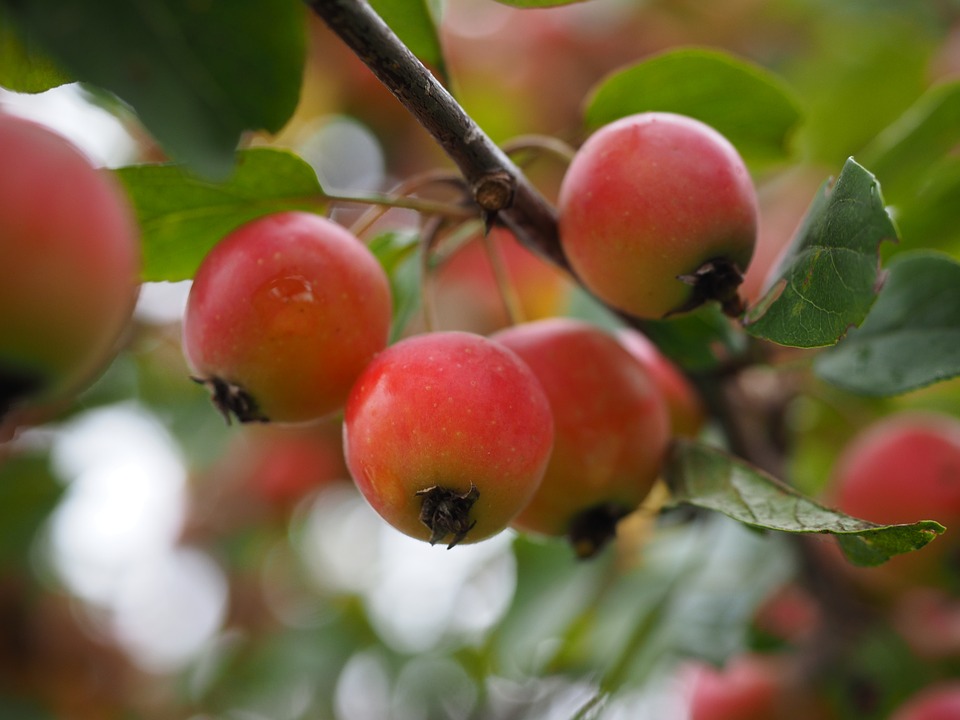 Zierapfel