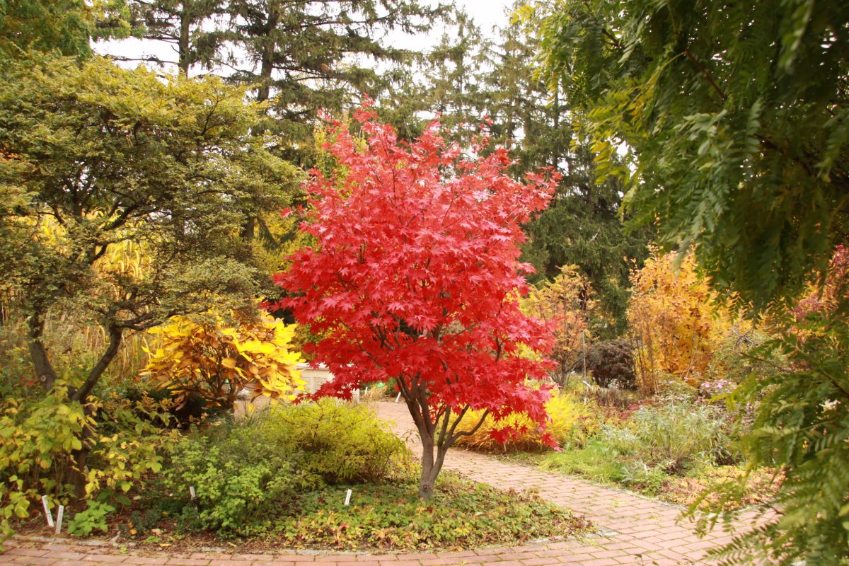 Buntes Herbstlaub Herbstfärbung