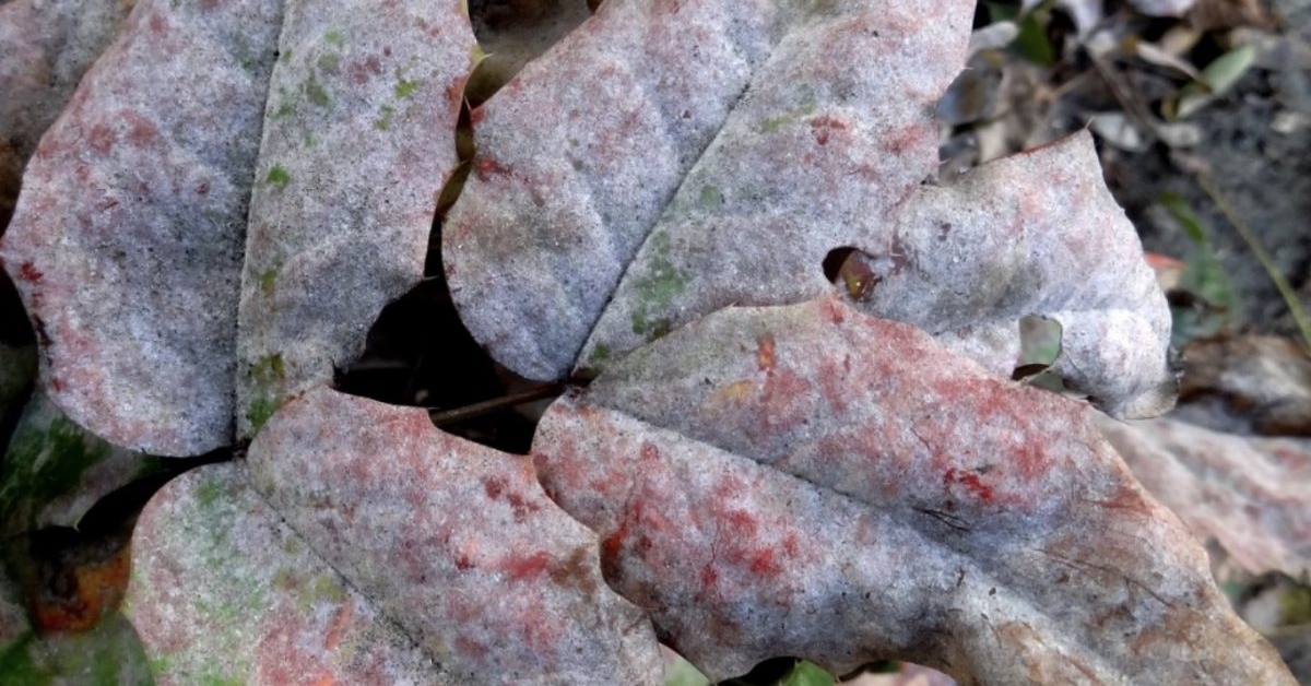 kirschlorbeer an mauer pflanzen Kirschlorbeer Etna - Prunus laurocerasus Etna main image 1