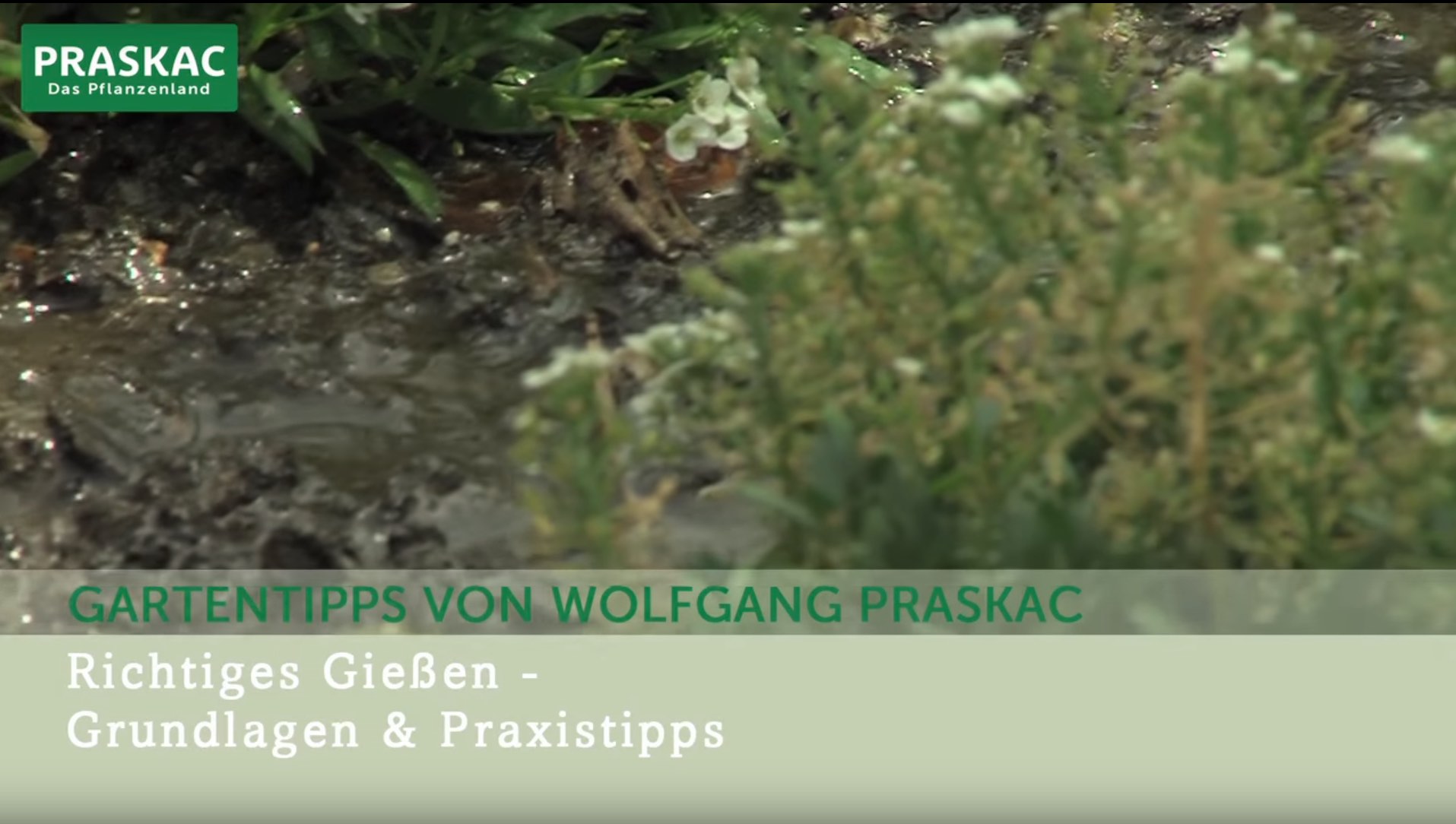 Das Pflanzenland Lieber gleich zum Praskac Ihr Online Shop